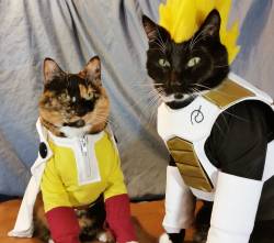 cat-cosplay:   No matter how strong you are, there is always someone who can make you weak…When you know Ship is about to go down…“How can this be… His power levels… How can a mere human?!”“WHAT ARE YOU?!”