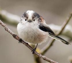 Face front (Long-tailed Tit)