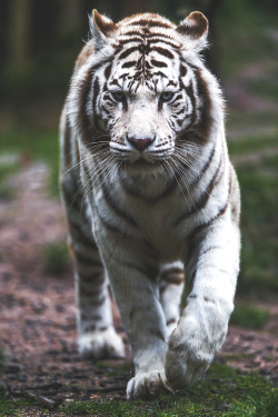 wavemotions:  Approaching white tiger female