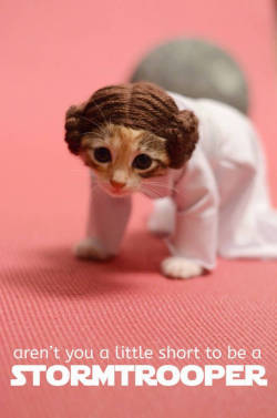 gabeweb:  Tiny Kittens Dressed As Fantasy Characters The Lord of the Rings, Star Wars, Doctor Who, and Game of Thrones all get the tiny, cute kitteh treatment. (vía Dose) 