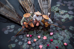 wigmund:  From EarthShots.Org Photo Of The Day; December 25, 2015:  Lotus GardenDrew Hopper Traditional fishermen with Sacred Lotus (Nelumbo nucifera) on Inle Lake, Myanmar 