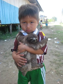 the-light-arrow:  cowlordcholer:  logija:  awwww-cute:  A Child And His Sloth Hanging Out On The Amazon (Source: http://ift.tt/1OzZXUx)  stealing your man  @the-light-arrow  Me 