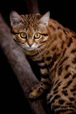  (via 500px / _C6J4181 African Black Footed Cat by David Orias) 