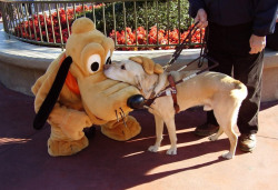 yellowkiddo:  Guide dog meets special pal at Disneyland 
