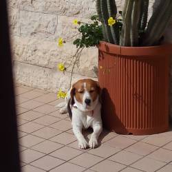 Amy my love. #nationaldogday #2015 #beagle