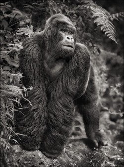 Nick Brandt’s fine art photography of the disappearing