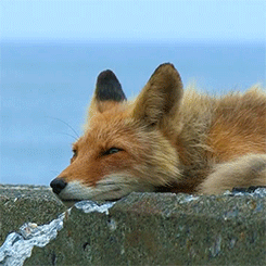 geardrops:  n8yager:  Foxes living on the beach in Hokkaido [x]  reblogging for foxfriends :) 