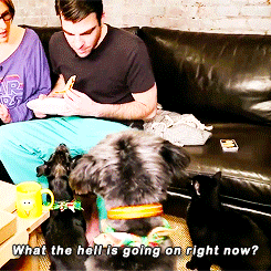 trektags:  oras: zachary quinto + talking to his pets  #does quinto talk to dogs like they’re people or talk to people like they’re dogs   #how did chris pine survive this (tags via leighway)   That&rsquo;s seriously how I talk to my dog&hellip;