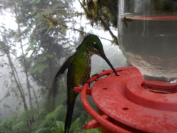 buggirl:  Thank you, Molewoman, for your generous donation towards my research in Ecuador!   Here is a lovely hummingbird in the cloud forests of Ecuador. Want a public thank you?