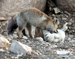 lonelymoods:   Fox arrives at the decision to not eat his new friend.  this is precious 
