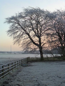vwcampervan-aldridge:  Frost at Dawn, Shrubbery Farm, Aldridge, Walsall, England All Original Photography by http://vwcampervan-aldridge.tumblr.com 