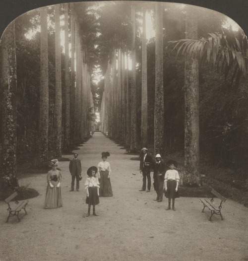 dame-de-pique: H.C. White Co. - Avenue of palms in the Botanical Gardens, Rio de Janeiro, Brazil, 1908