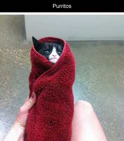 thefingerfuckingfemalefury:  gamerphonzy:  thefingerfuckingfemalefury:  soundssimpleright:  hewasneverminetolose:  bunnitup:  This made my day so much better.  mat-campbell purritos!  100% more adorable than the non-purring kind :D DO NOT EAT  OM NOM