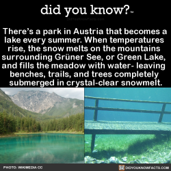 did-you-know:  There’s a park in Austria that becomes a lake every summer. When temperatures rise, the snow melts on the mountains surrounding Grüner See, or Green Lake, and fills the meadow with water- leaving benches, trails, and trees completely