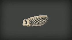 educational-gifs:  The evolution of the turtle