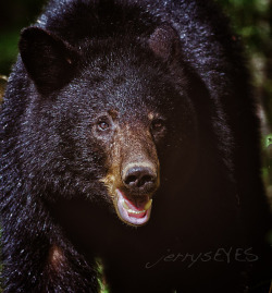 Ursus americanus on Flickr.I figured as long as he was hanging