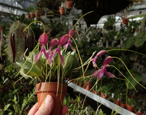 orchid-a-day:  Masdevallia setacea (pink)November 9, 2019 