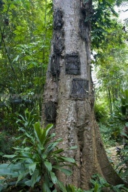On the island of Sulawesi, in Indonesia, newborn infants who die are buried in the trunks of giant trees. The people there believe that the child’s soul will rise up into the heavens through the tree
