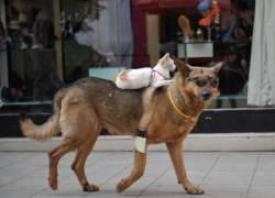 untitled-oct19:  animals-riding-animals:  cat riding dog (wearing sunglasses)  that dog has a frickin cELL PHONE WHAT KIND OF ANIMAL IS THIS 