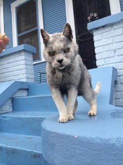 naturepunk:  the-king-drake:  chaleur-du-coeur:  happyhourprofessional:  What the fuck is this  wolfcat  naturepunk look at this high content wolfcat  Yes
