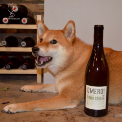 shibasommelier:  2014 Omero Cellars Pinot GrisOMD Oregon Pinot Gris? Yes, please! Green apples on the nose with a touch of mulled spice and a hint of orange zest. More green apple on the palate with Meyer lemon and orange peel. Cheers!3/5 bones$$Pinot