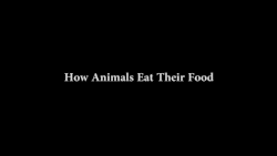 lissinator:  unabating:  How Animals Eat
