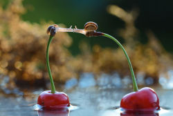 bedabug:  Snails Kiss On Cherries [photo by Vyacheslav Mishchenk] 