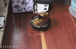 death-by-lulz:  snowbouquet: Only on the internet could you find a shark in a cat suit riding a roomba.   Featured on a 1000Notes.com blog