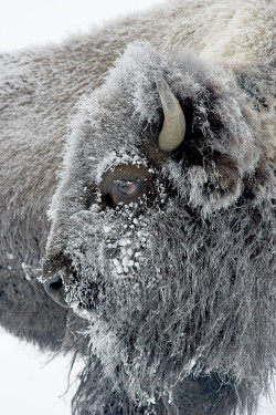 earthandanimals:   Frosty Bison by D. Robert Franz  