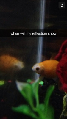 crownleys:  My sister just sent me these of my goldfish and this is why I love her 