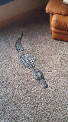 hap-less:  starkeaton:  starkeaton: Hey get out of there noclip is strictly prohibited in my home    Interior crocodile aligator 