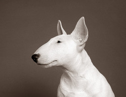 garabating:  Puppy Bull Terrier by Piotr Organa 