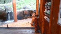 rainflaaash:  yahoonewsuk:  This tiger cub wants to play with a little boy in a tiger costume!  “play” 