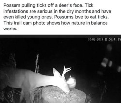 dumbass-bitch-disease:  friendly-neighborhood-patriarch:  black-labs-matter:  How opossums help fight ticks and Lyme disease    Thanks!   Ok the deer letting the possum groom him… Wow………