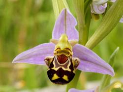 plurdledgabbleblotchits:  belas-imagens:  (Ophrys apifera) uma orquídea engraçada  Bee Orchid  …the plant attracts these insects by producing a scent that mimics the scent of the female bee. In addition, the lip acts as a decoy as the male bee confuse