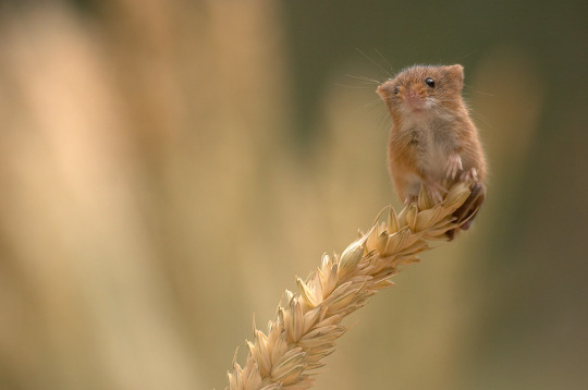 Porn this is a harvest mouse appreciation post photos
