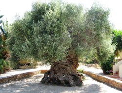 uggly: 2,000 year old Olive tree in Greece 
