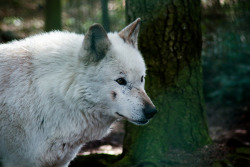 her-wolf:   White Wolf by  Nicolas  