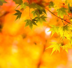 fotografiae:  Autumn color by nao3. http://ift.tt/13rWc0r