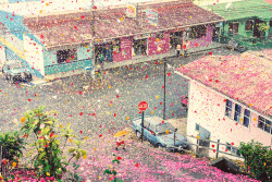 danapalestina:  crawltowardsthemoon:  ghostparties: &ldquo;millions of flower petals erupt from a volcano, covering an entire village&rdquo;  how on earth   Wow