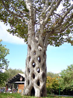 natashi-san:  reallifescomedyrelief:  viforcontrol:  beautifuloutlier:  gwydtheunusual:  zafojones:  Circus Tree: Six individual sycamore trees were shaped, bent, and braided to form this.  Actually pretty easy. Trees don’t reject tissue from other