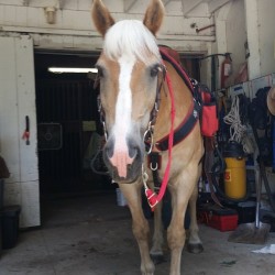 Look who finally stood still! #horse