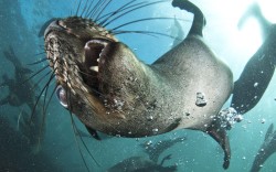 theanimalblog:  Cape fur seals swim off the coast of Duiker Island, a tiny granite boulder 100 metres offshore in Hout Bay, Cape Town in South Africa.  Picture: Steve Benjamin/Solent News