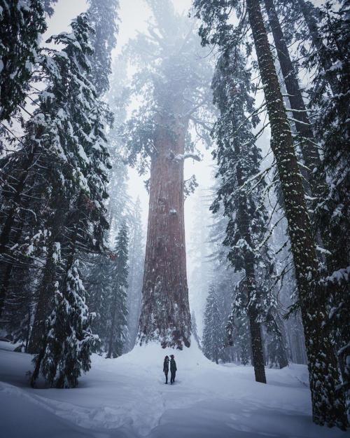 sixpenceee:   Sequoia National Park in the winter                             Source