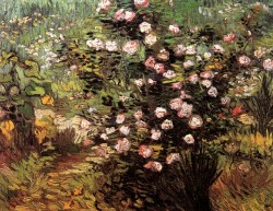 art-library:  Vincent van Gogh, Rosebush in Blossom, 1889.