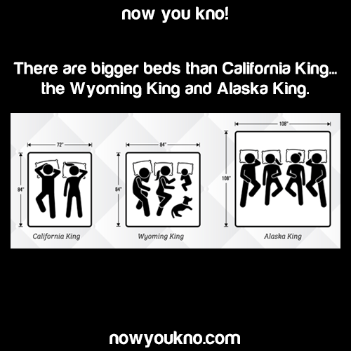 grumpysgains: owodotexe:  cold-dead-angel:  the-worm-man:   education: Source: http://bit.ly/2N2Nqi4 Poly rights   finally, a bed big enough for me and my size 13 nikes    Me and the boys waking up in our Alaska King    A toddler and dog would still take