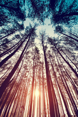 plasmatics-life:  Forest ~ Sunset | By Mensent