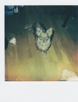 My first Polaroid shots with my new Camera