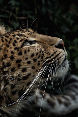 jrxdn:  Leopard | © | Instagram