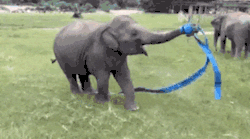 h0odrich:  awwww-cute:  This is how a happy baby elephant looks like   GO OFF!!!